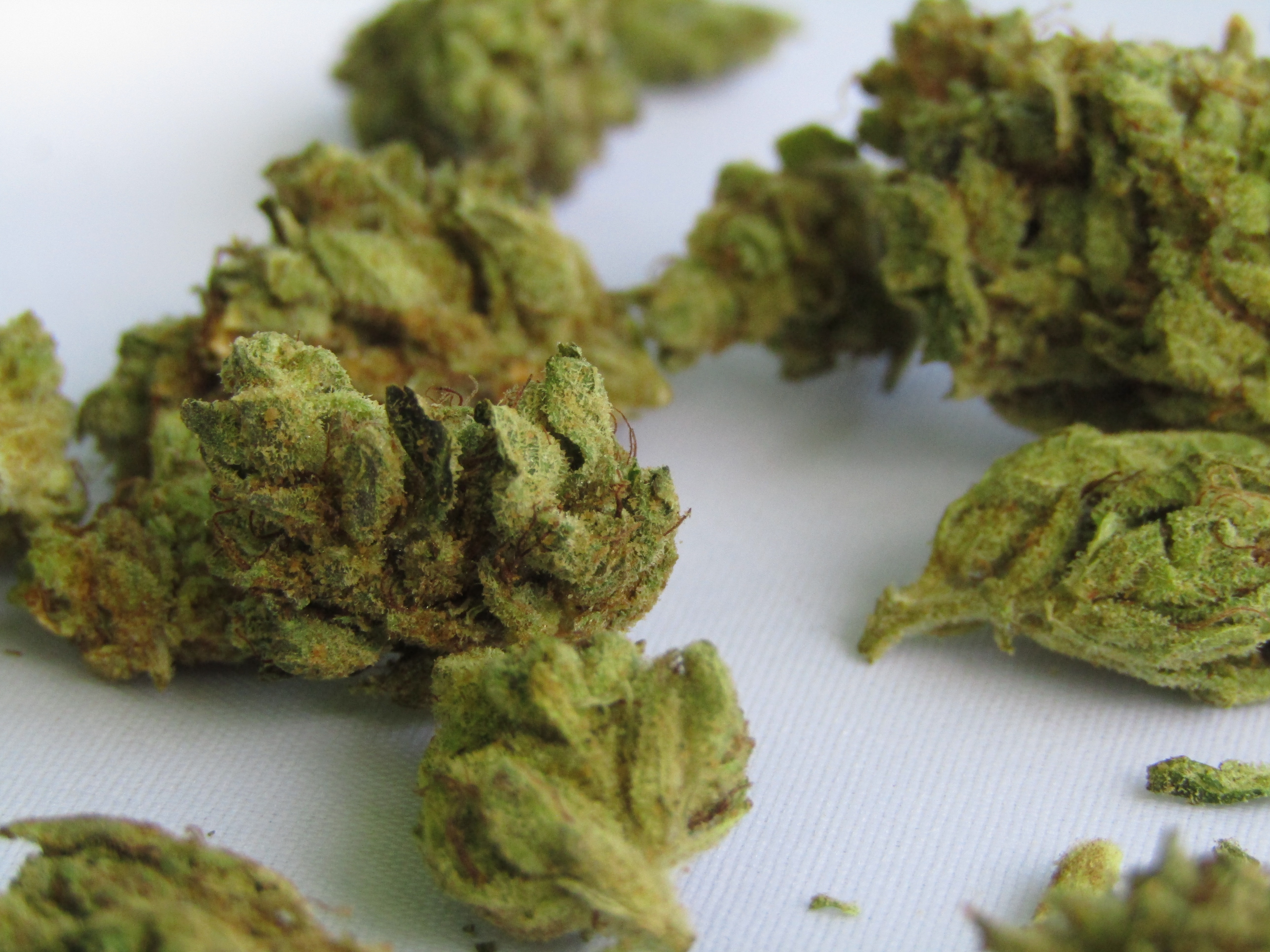 picture of afghan kush marijuana